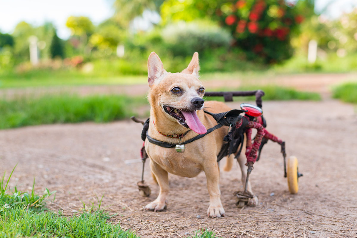 Un vieux chiens chihuahua beige qui marche à l'aide d'un chariot roulant pour chien noir en extérieur.