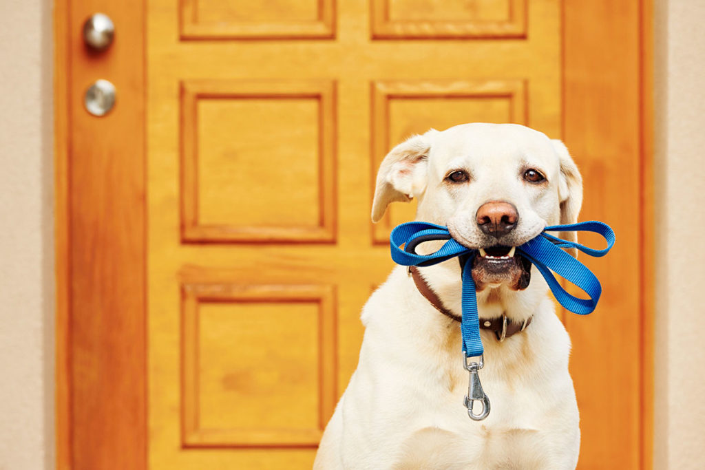Un vieux labrador beige qui tient sa laisse bleu en geule devant la porte d'entrée attendant après sa promenade du  jour