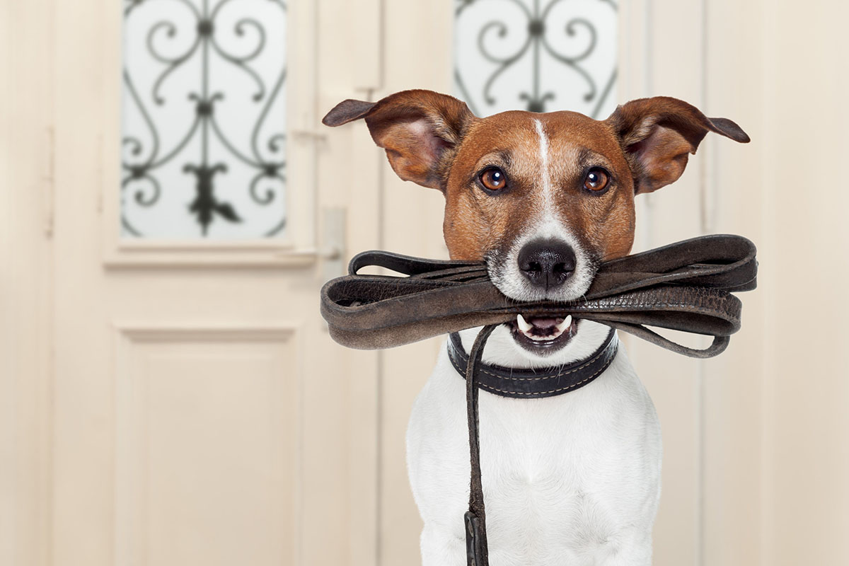 UN Jack russel marron et blanc qui tient sa laisse dans sa gueule, devant une porte blanche
