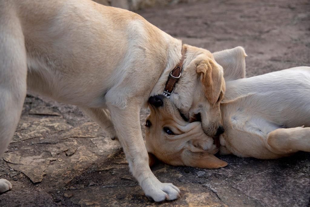 Deux labradors adultes . L'un est agressif et domine le deuxième en lui mordant le cou