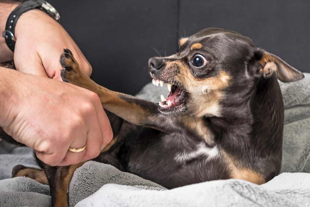 Un petit chien de race chihuahua agressif s'énerve contre les mains d'un humain