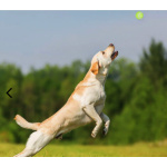 Lanceur de balle pour chien Jouets pour chien Accessoire chien couleur: Bleu|Rose|Vert