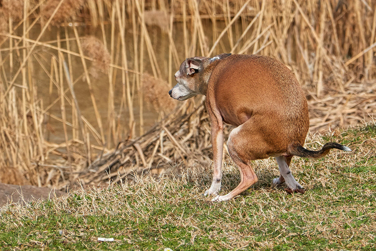 Un vieux chien marron constipé qui essaie de faire ses besoins dans l'herbe verte