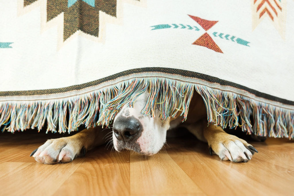 Un chien qui se cache sous le sofa car il a peur. On voit juste un bout de son museau qui dépasse 