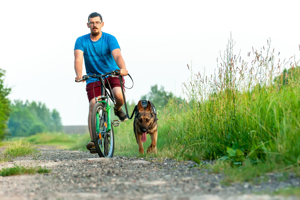 Un homme en t shirt bleu et short rouge qui fait du vélo sur un chemin de gravier , son chien berger allemand court a coté du vélo. Il est tenu en harnais