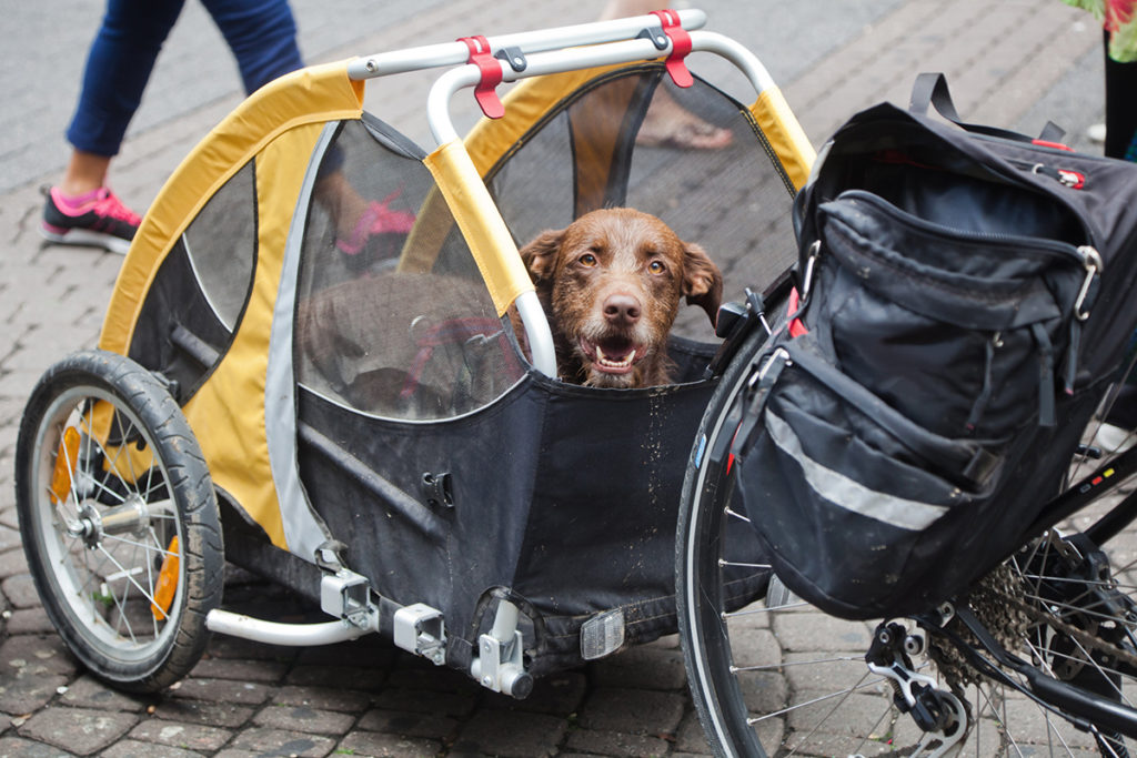 Un vieux chien marron dans une remorque à vélo pour chien noir et jauneUn vieux chien marron dans une remorque à vélo pour chien noir et jaune