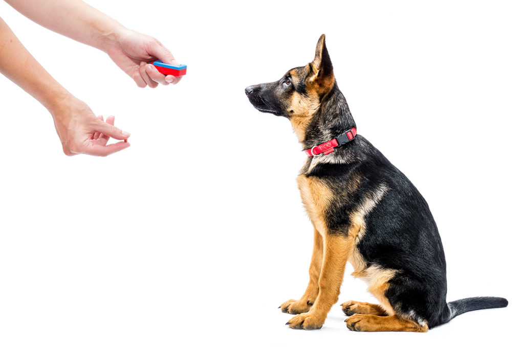 Un berger allemand noir et marron avec un collier pour chien rouge qui est récompensé avec un bonbon