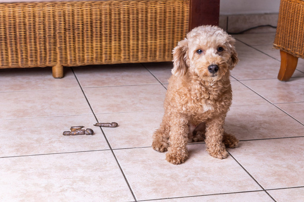 Un vieux chiens aux poils marrons qui a fait caca par terre dans le salon