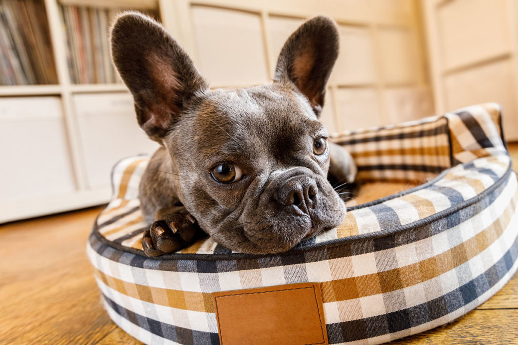Un bulldog francais noir aux yeux marrons couché dans un panier pour chien à carreau bleu blanc et marron dans une maison