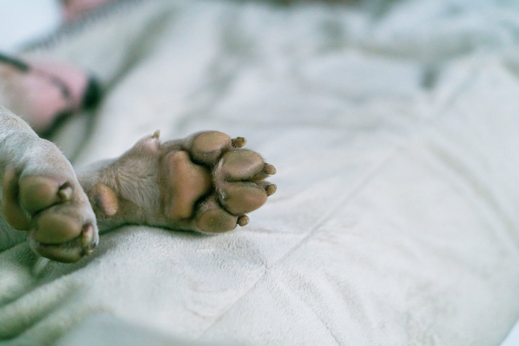 gros plan sur les coussinets des pattes d'un chien couché dans un lit blanc