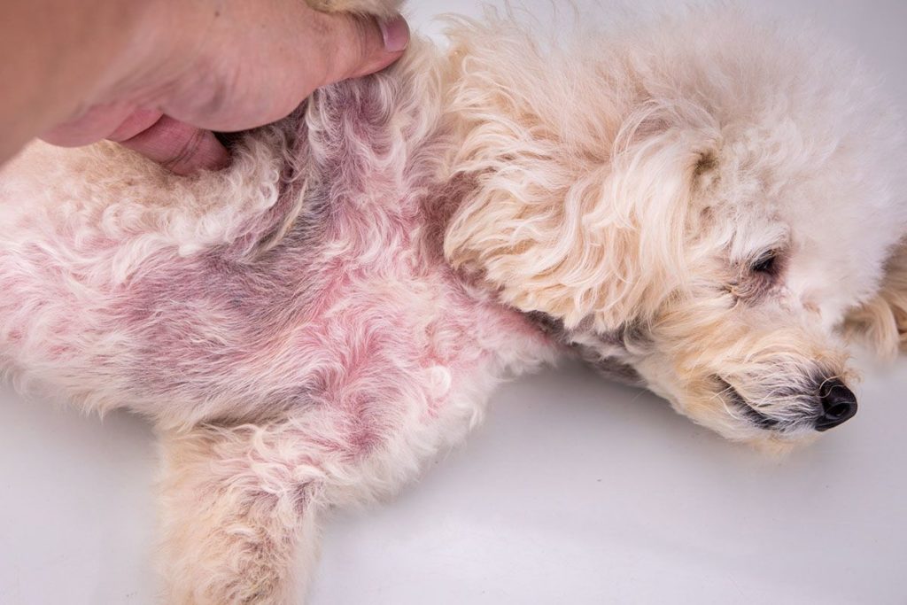 Un chien malade aux longs poils beige. Il est infecté et perd des poils de son ventre