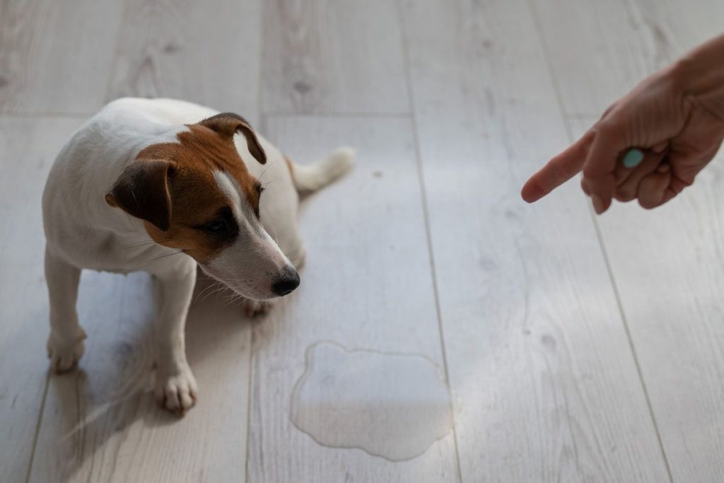 Le maître gronde le chien en le pointant du doigt. Le chien est blanc et marron. Il a fait pipi par terre sur le parquet.