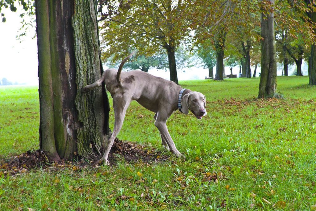 Un grand chien de race dog argentin qui fait ses besoins sur un arbre en promenade il y a des arbres dans une pelouse verte