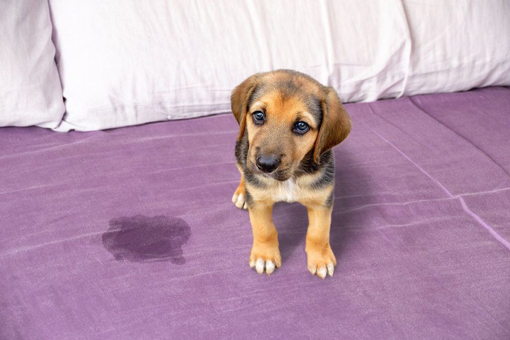 Mignon chiot marron et noir aux yeux bleus. Il est sur un lit avec des draps mauves. Il a fait pipi sur le lit.