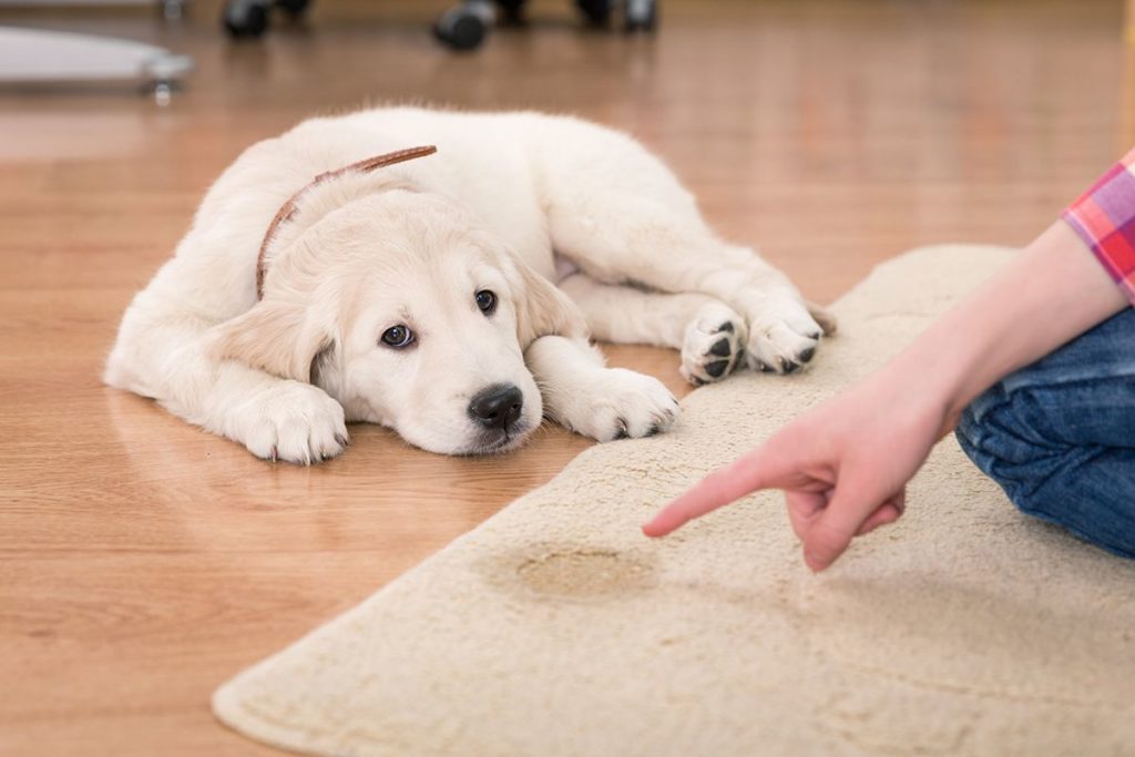 Un Golden retriever beige triste qui se fait gronder. Il a fait pipi dans la maison sur un tapis beige