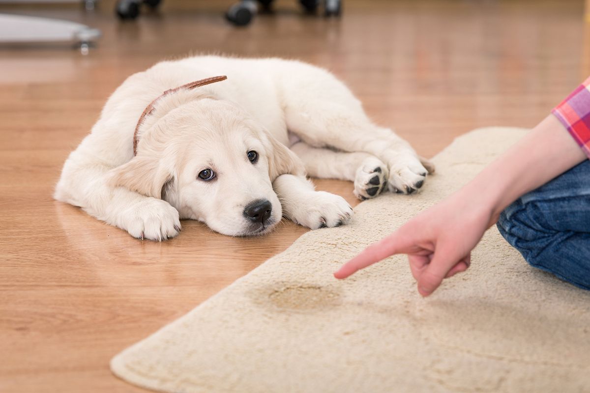 Mon Chien Fait Pipi Dans la Maison, Que Faire? - ABC chiens