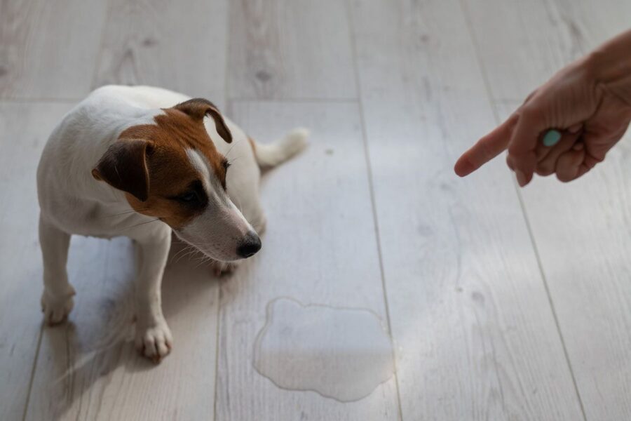 Comment Faire Mon Chien Fait Pipi Dans La Maison
