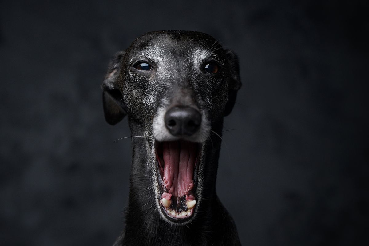 Un chien noir sur fond noir qui pleure. Le hcien a la geule grande ouverte
