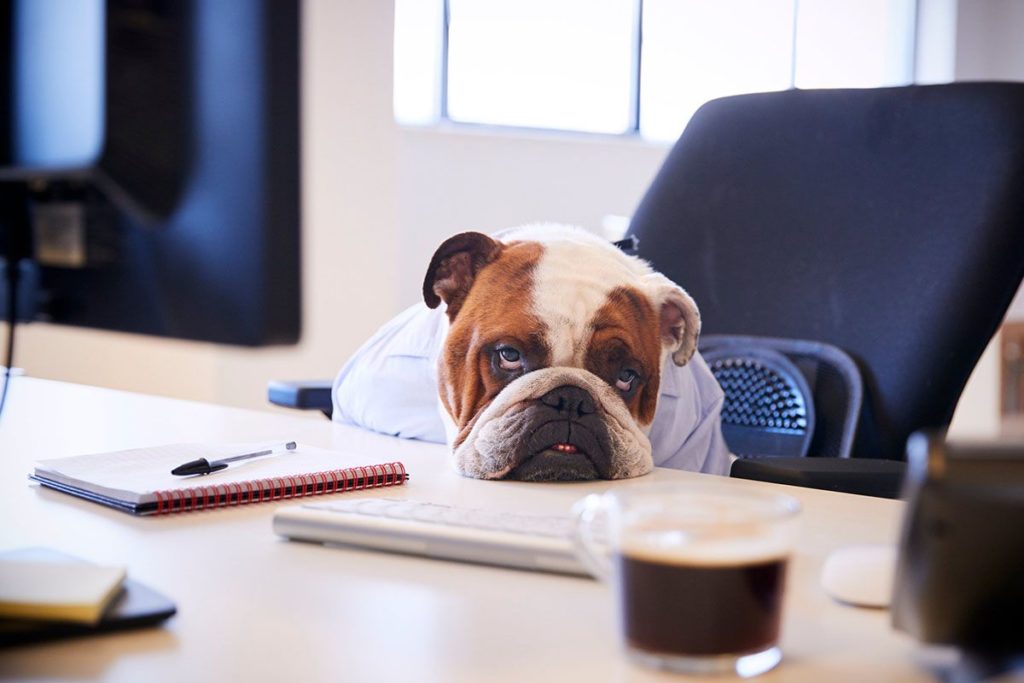 Un Bulldog anglais blanc et marron qui s'ennuie il a la tête posée sur un bureau ou il y a des feuilles un bic et une tasse de café