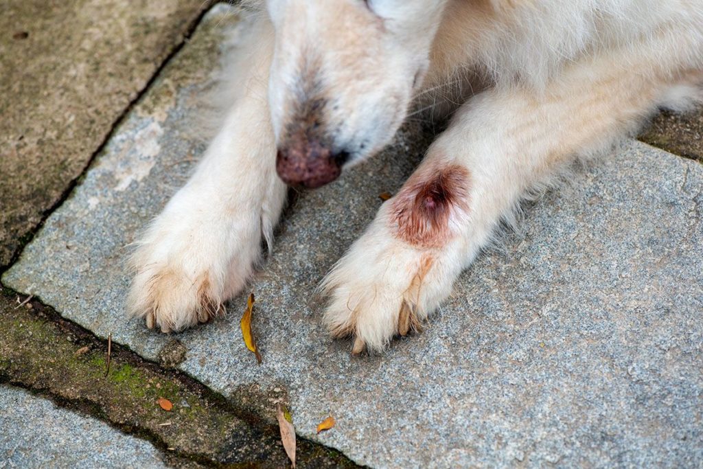 Un vieux chien beige qui a des parasites à ses pattes et se lèche les pattes.