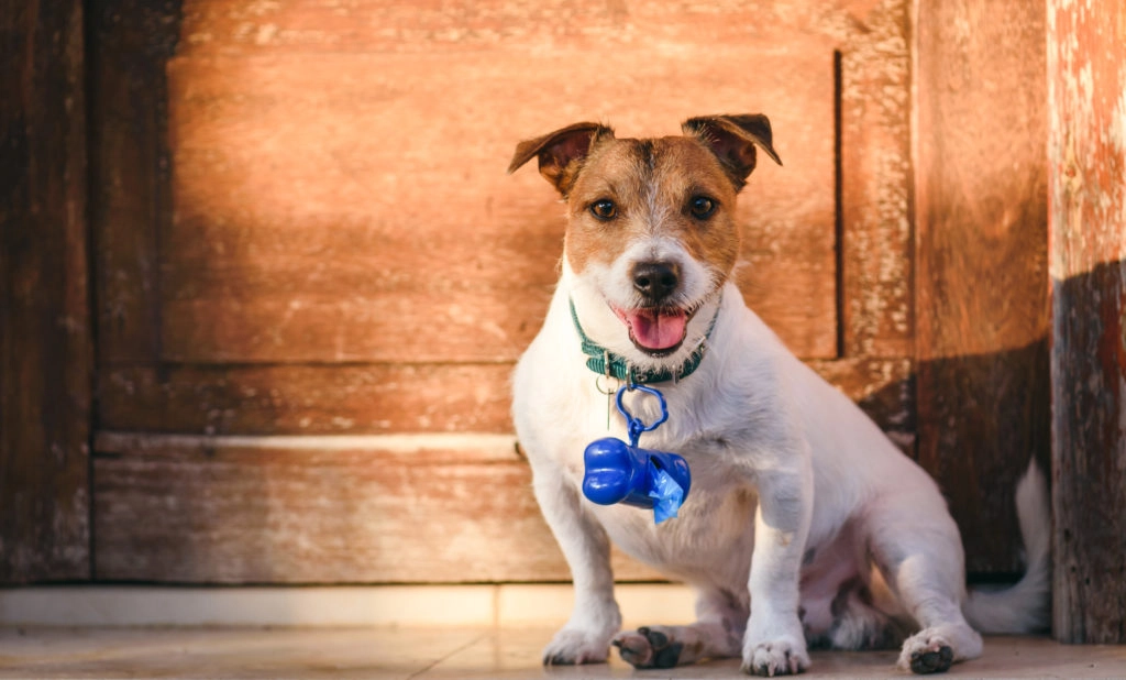 Un chien blanc et marron assis devant une porte en bois brune. Le chien porte un collier pour chien bleu avec un distributeur de sac à crottes bleu