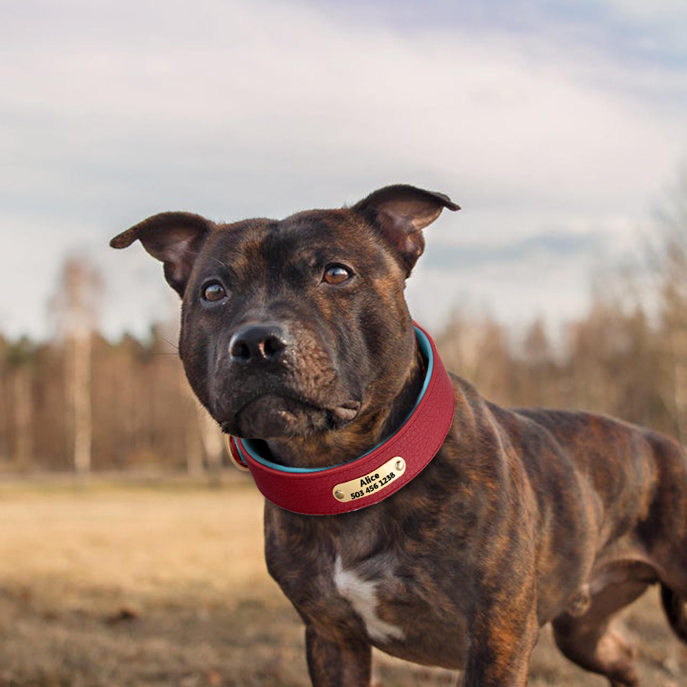 Collier en simili cuir double couche pour chien Accessoire chien Collier chien couleur: Bleu|Marron|Noir|Rose|Rouge