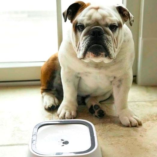 Gamelle anti débordement 1.5L pour chien Gamelle anti debordement 3