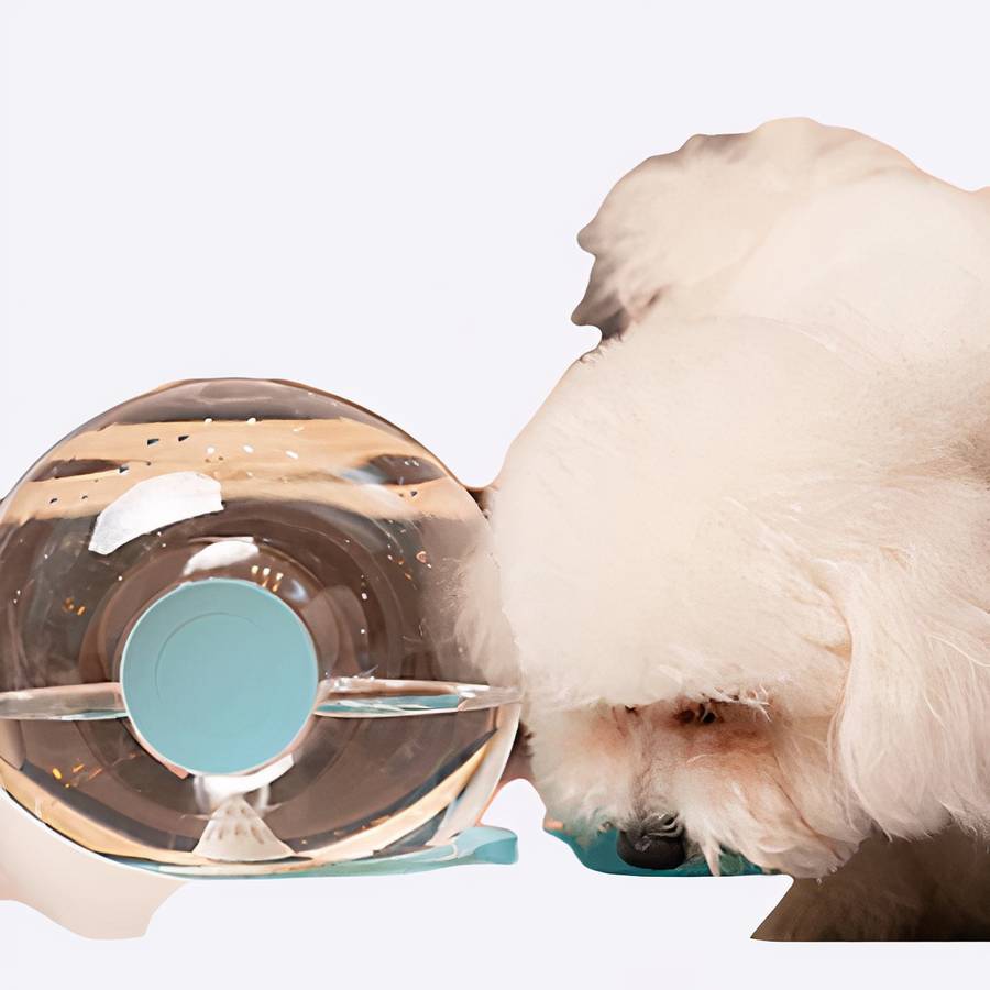 Bol d’eau automatique à bulles d’escargot pour chien Accessoire chien Gamelle chien couleur: Gris|Rose|Vert