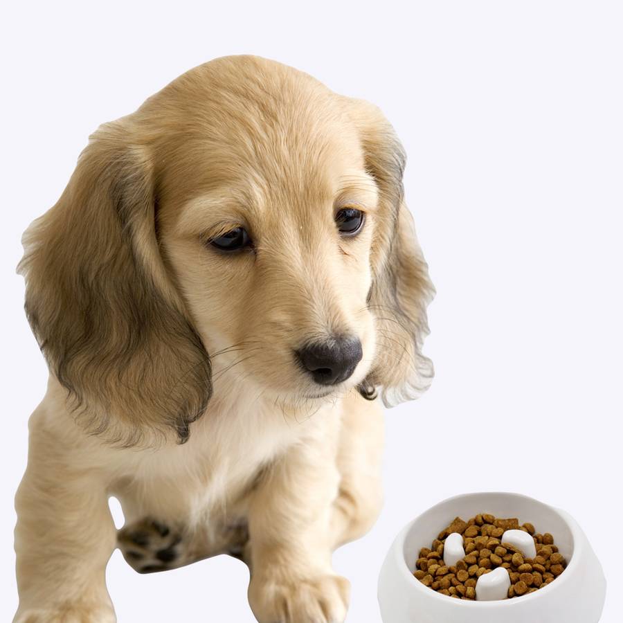 Bol en mélamine pour chien Bol en mélamine pour chien Accessoire chien Gamelle chien couleur: Bleu|Gris|Jaune|Marron|Orange|Rouge|Vert