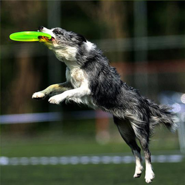 Disque volant amusant en PVC pour chien Accessoire chien Jouets pour chien couleur: Bleu|Jaune|Rose|Vert