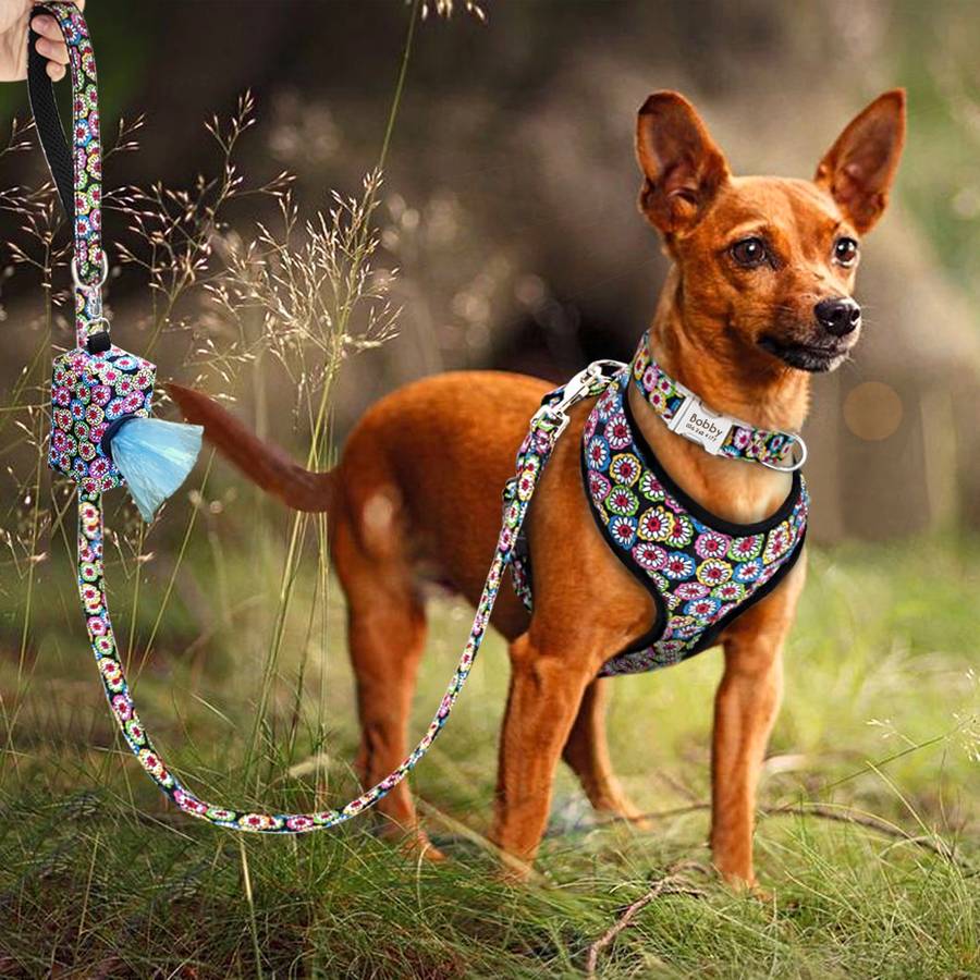 Ensemble accessoire avec collier personnalisé pour chien - ABC chiens