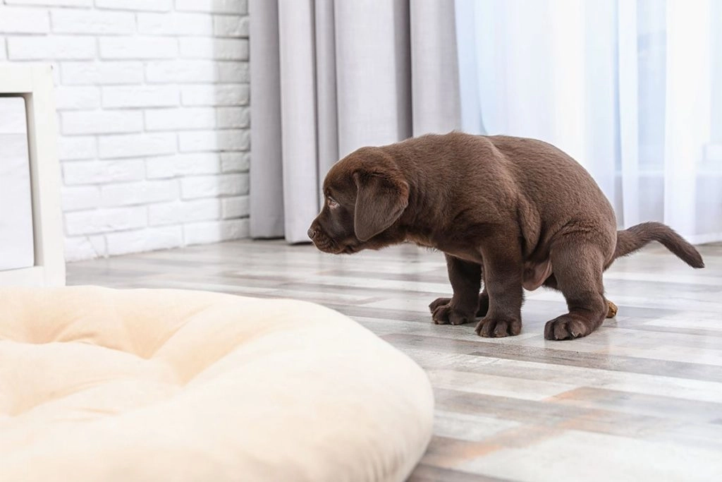 Comment éliminer l'odeur des crottes de chien dans la maison ?