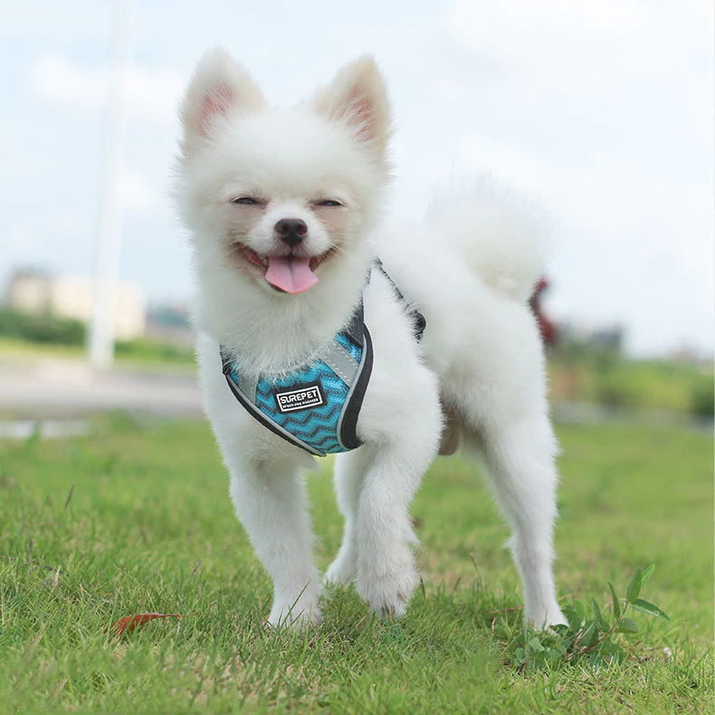 Harnais avec laisse pour chien Accessoire chien Harnais chien couleur: Blanc|Bleu|Bleu|Marron|Noir|Rose|Rouge