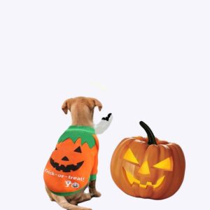 Pull halloween pour chien