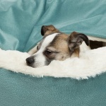 Sac de couchage pour chien orthopédique Couchage chien Sac de couchage pour chien couleur: Beige|Bleu|Gris|Vert
