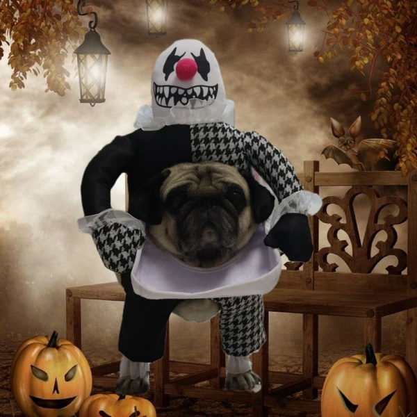 Déguisement halloween pour chien clown Déguisement halloween pour chien Déguisement pour chien Vêtement chien couleur: Noir