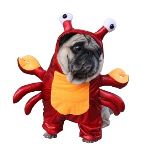 Déguisement Halloween pour chien en forme de homard rouge et orange porté par un chien au pelage beige