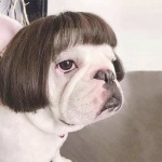 Perruques pour chien cheveux au carré Déguisement pour chien Perruques pour chien pa_couleur: