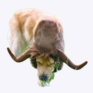 Perruques pour chien corne de buffle Déguisement pour chien Perruques pour chien pa_couleur: