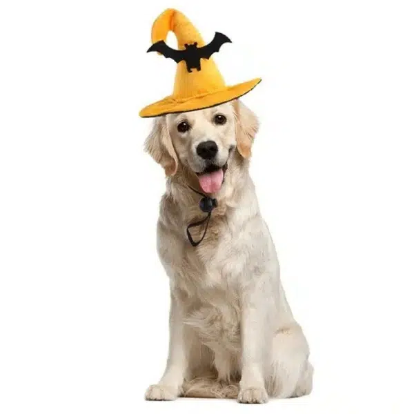 Chapeau de sorcière de couleur jaune avec un motif de chauve-souris noire porté par un chien au pelage beige