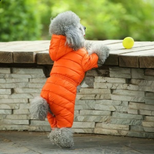 Doudoune pour chien de couleur orange porté par un chien au pelage gris, cherchant une balle posée sur un mur de pierre