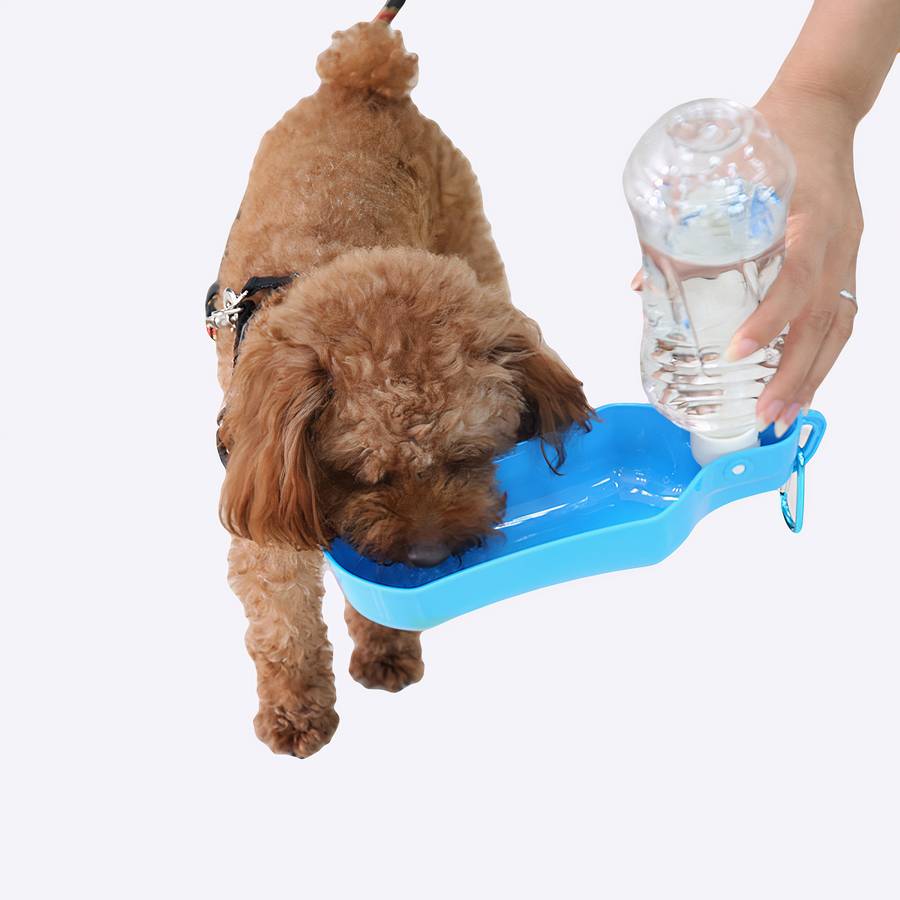 Gourde pour chien 280 ml colorée Un chien marron qui bois dans une gourde pour chien bleue. Le sol est blanc.