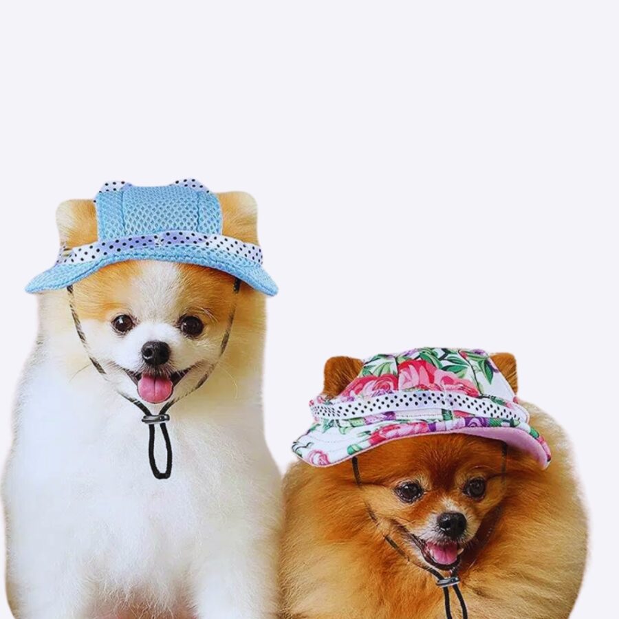 2 chiens blanc de face avec une casquette multicolore sur la tête.