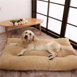 chien beige allongé sur un lit pour chiens XXXL beige également près d'une fenêtre et d'une table en bois ovale