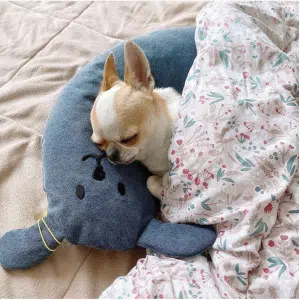 Petit chien qui dorrt sur un coussin en forme de traverssin avec des oreilles de lapin et un visage dessiné, le coussin est bleu, et le chien se trouve également sous une couverture sur un lit