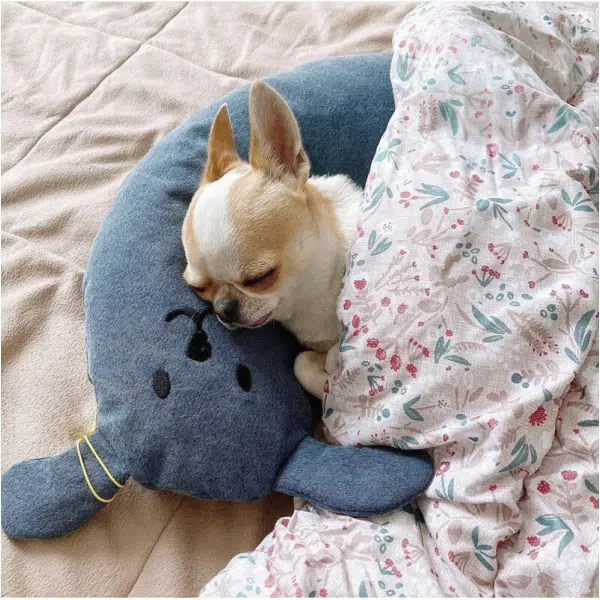 Petit chien qui dorrt sur un coussin en forme de traverssin avec des oreilles de lapin et un visage dessiné, le coussin est bleu, et le chien se trouve également sous une couverture sur un lit