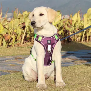 Labrador assis et tenu en laisse avec un harnais violet et robuste
