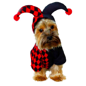 un petit chien est vêtu d'un déguisement d'halloween de saltimbanque noir et et rouge à carreaux, avec un chapeau avec deux pompons, présenté sur fond blanc