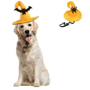 Chien labrador sui porte un chapeau d'halloween jaune avec une chauve-souris sur le devant, et dans le coin supérieur droit on voit le chapeau seul