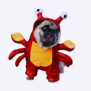 déguisement halloween pour chien représentant un crabe rouge avec deux antennes avec des yeux, présenté à plat sur une table blanche